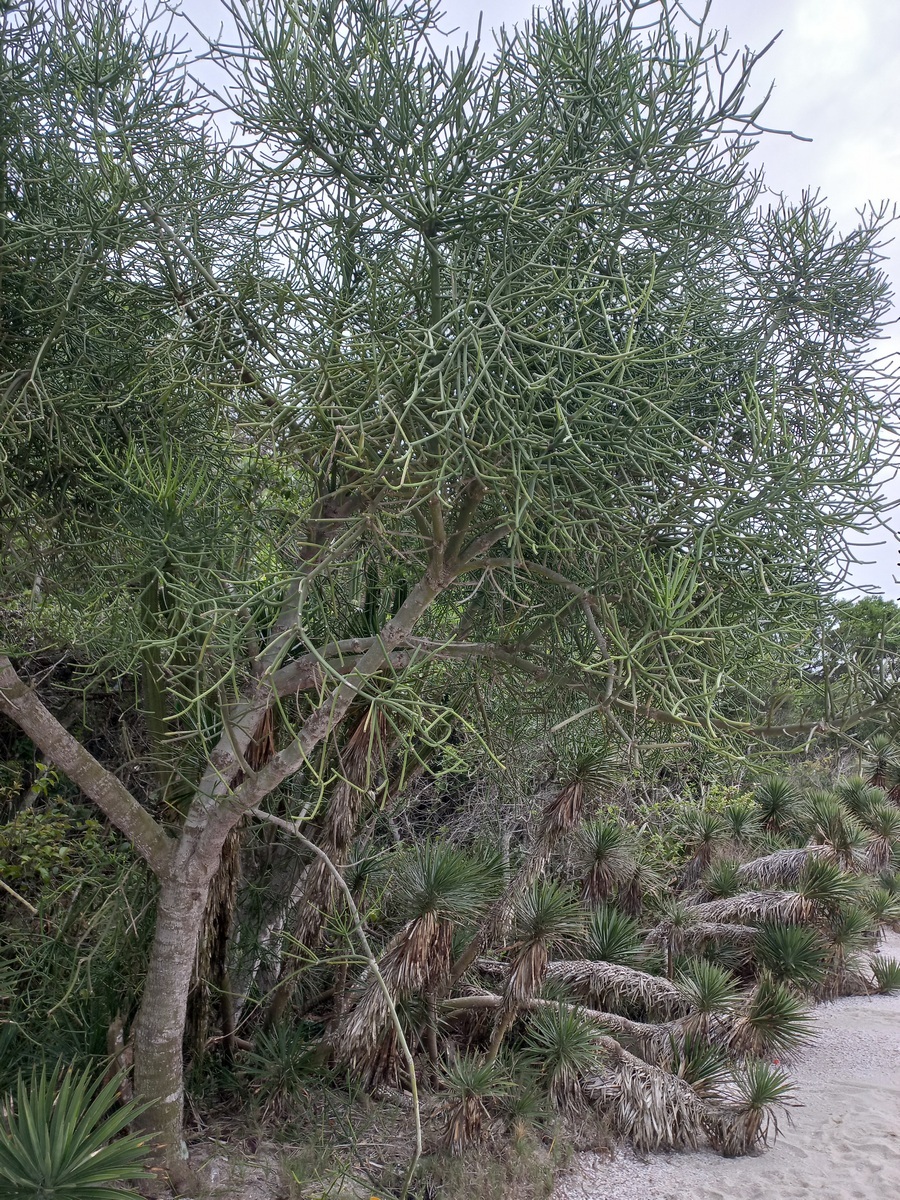 Euphorbia tirucalli