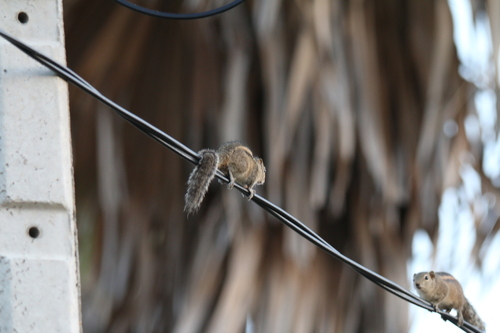 Three-striped Palm Squirrel, Kalpitiya, Puttalam, Sri Lanka, photo 10 of 10