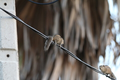Funambulus palmarum