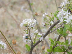 Leucocelis