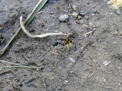 Sceliphron fistularium