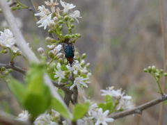 Leucocelis