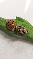 Harmonia axyridis