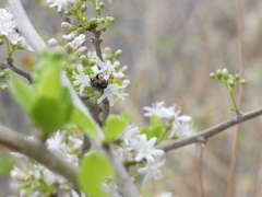 Leucocelis