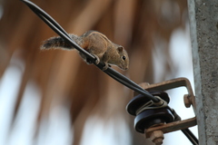 Funambulus palmarum