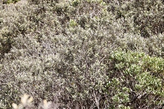 Tarchonanthus littoralis