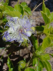 Passiflora chrysophylla