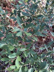 Ilex glabra