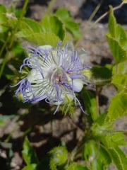 Passiflora chrysophylla