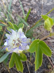 Passiflora chrysophylla