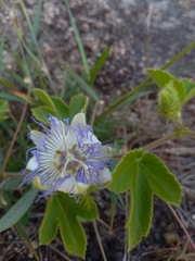 Passiflora chrysophylla
