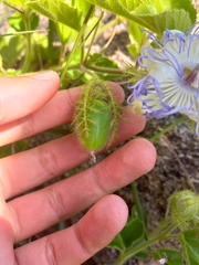 Passiflora chrysophylla