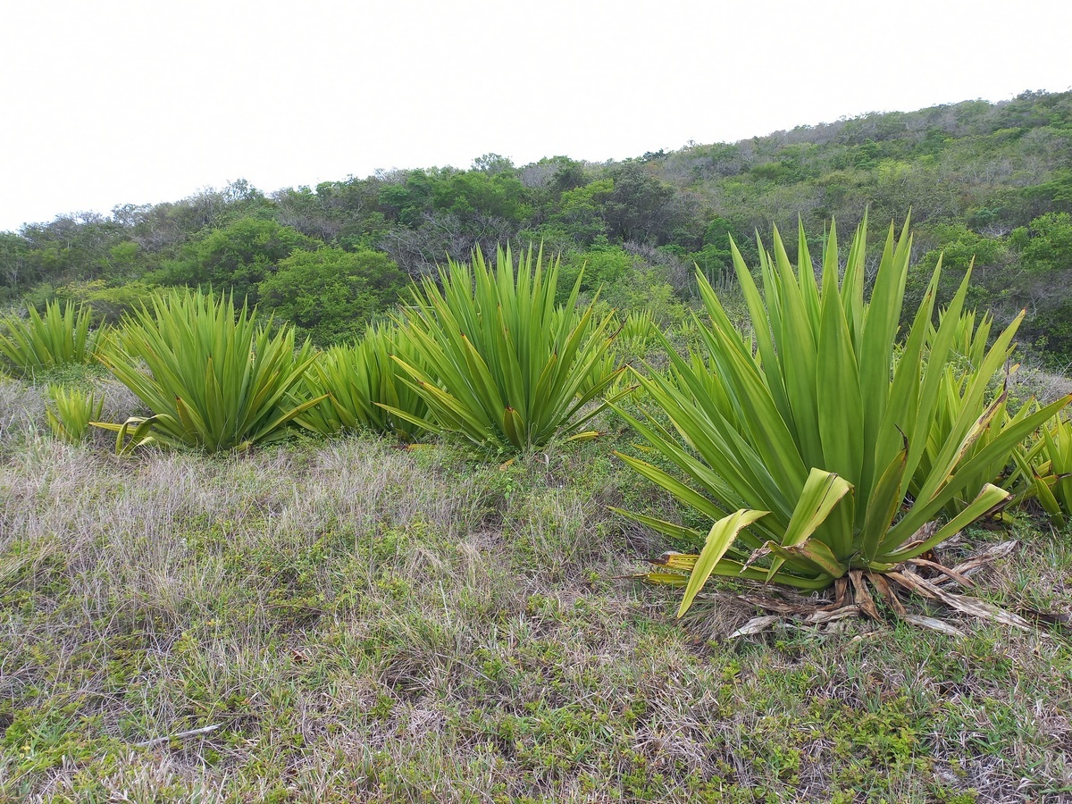 Furcraea foetida