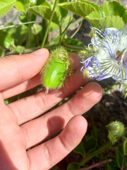 Passiflora chrysophylla