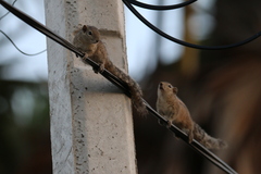 Funambulus palmarum