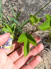 Passiflora chrysophylla