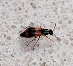 Anthocomus equestris