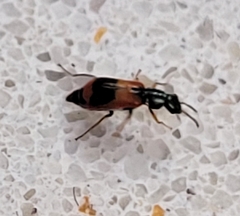 Anthocomus equestris