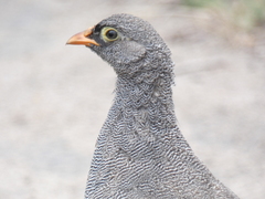 Pternistis adspersus