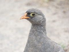 Pternistis adspersus