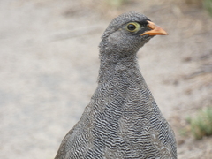 Pternistis adspersus