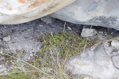Drosanthemum stokoei