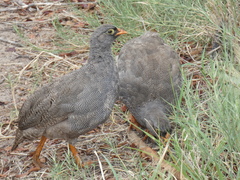 Pternistis adspersus