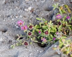 Drosanthemum stokoei