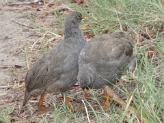Pternistis adspersus