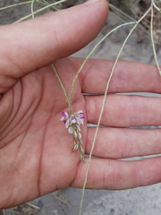 Polygala erioptera