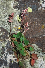 Heuchera parishii