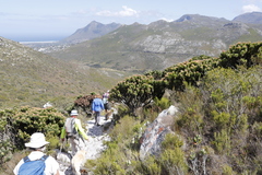 Mimetes fimbriifolius