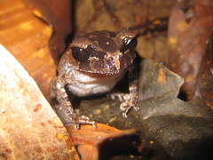 Leptobrachium