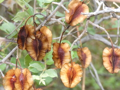 Combretum hereroense