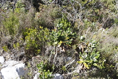 Hermas villosa
