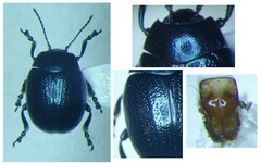 Chrysolina haemoptera