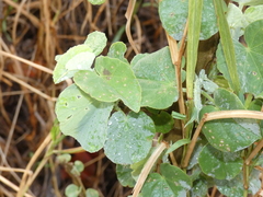Abutilon angulatum angulatum