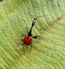 Trachelophorus giraffa