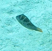 Canthigaster cyanospilota