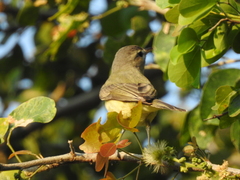Vireo gilvus