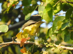 Vireo gilvus