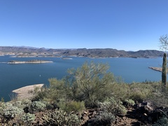 Parkinsonia microphylla