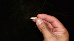 Anolis sericeus