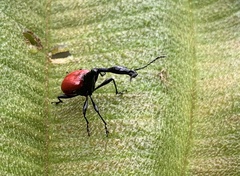 Trachelophorus giraffa