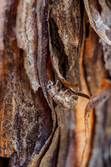 Strophosoma capitatum