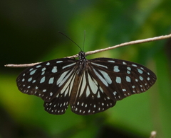 Ideopsis juventa