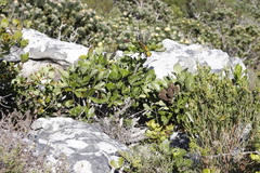 Cussonia thyrsiflora