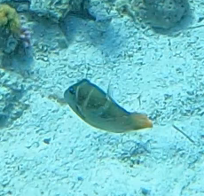 Canthigaster cyanospilota