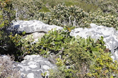 Cussonia thyrsiflora
