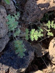 Phacelia distans